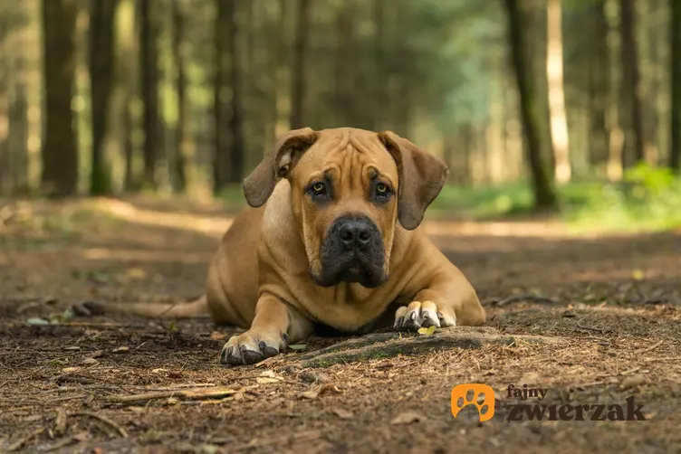 Pies rasy tosa inu leżący w lesie i inne niebezpieczne rasy psów agresywnych