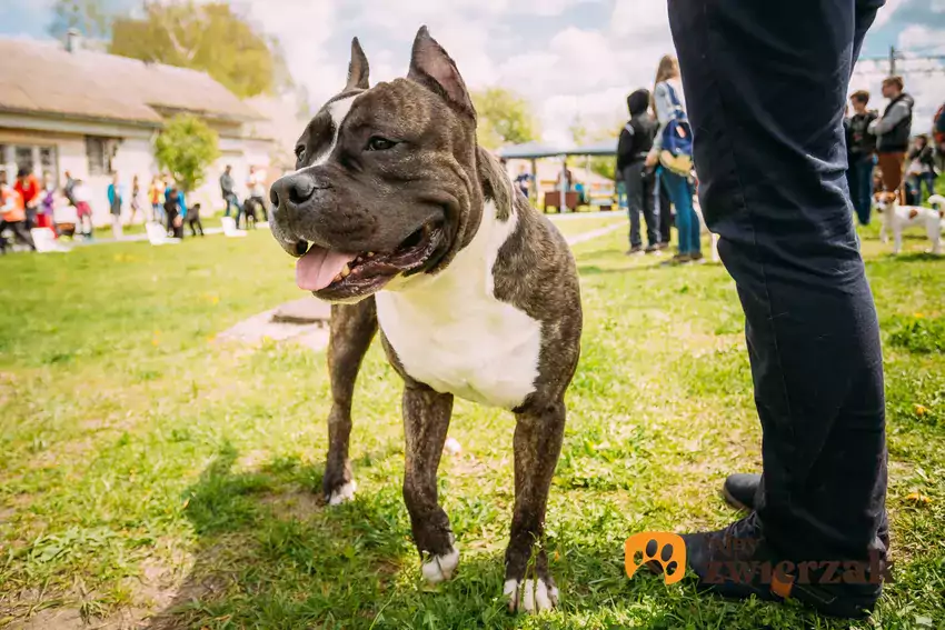 American staffordshire terrier na trawie