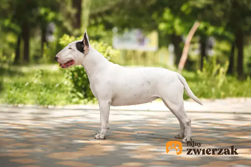 Bull terrier podczas spaceru