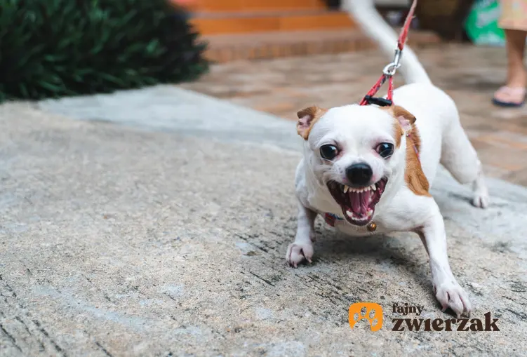 Pies rasy chihuahua leżący na dywanie i inne groźne rasy psów w Polsce, czyli lista niezbiecznych ras
