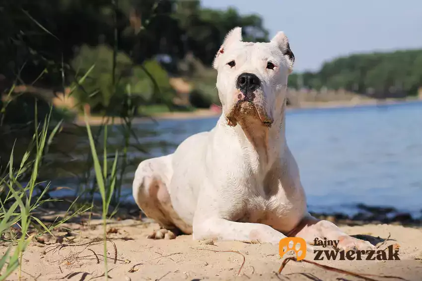 Dogo argentino nad wodą.