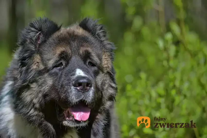 Owczarek kaukaski na tle zieleni