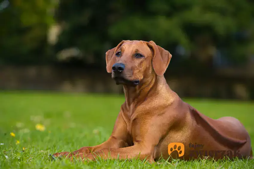 Rhodesian ridgeback na trawie