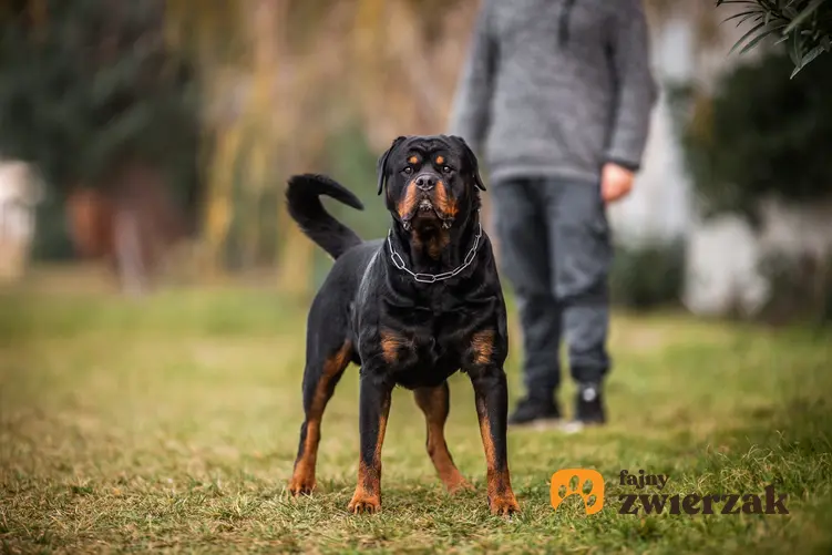 Pies rasy rottwiler podczas spaceru i inne groźne rasy psów w Polsce, czyli lista niezbiecznych ras