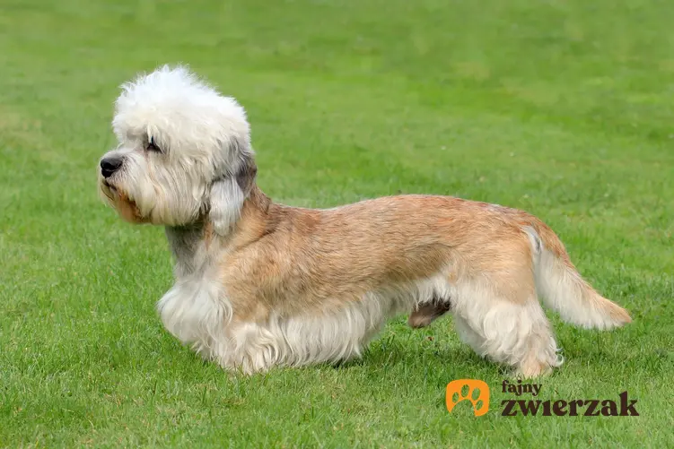 Pies rasy dandie dinmont terrier na trawniku, a także jego charakter i hodowla