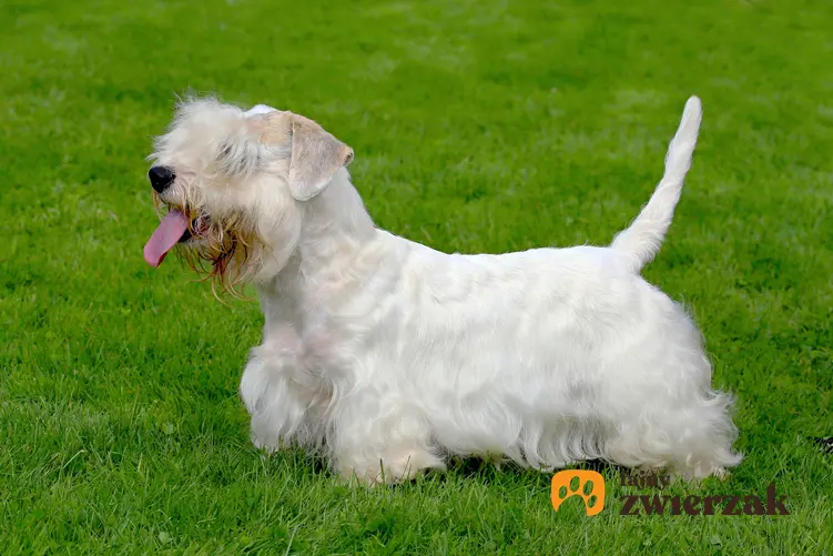 Pies rasy sealyham terrier na trawniku oraz opis, charakter, cena i hodowla