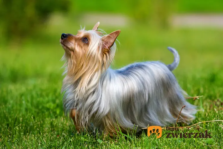 Pies rasy australijski silky terrier na trawie, a także charaker i cena