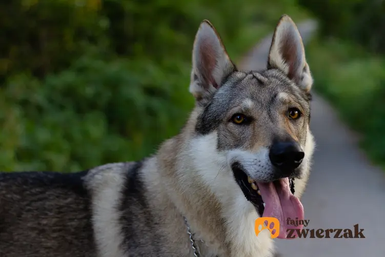 Pies rasy owczarek czechosłowacki w trakcie spaceru oraz jego cena za szczeniaki i hodowla