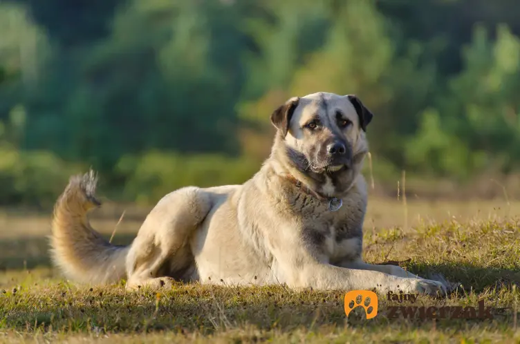 Pies rasy owczarek anatolijski leżący na trawie, a także jego charakter i hodowla
