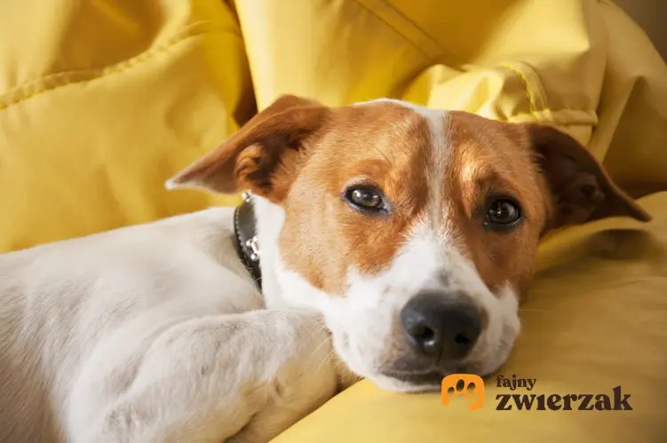 Pies ze smutną miną na sofie, a także informacje, co oznacza, kiedy pies wymiotuje żółcią