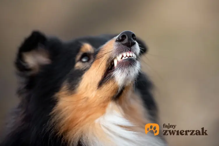 Niezadowolony pies z zębami na wierzchu oraz czkawka u psa, dlaczego pies ma czkawkę