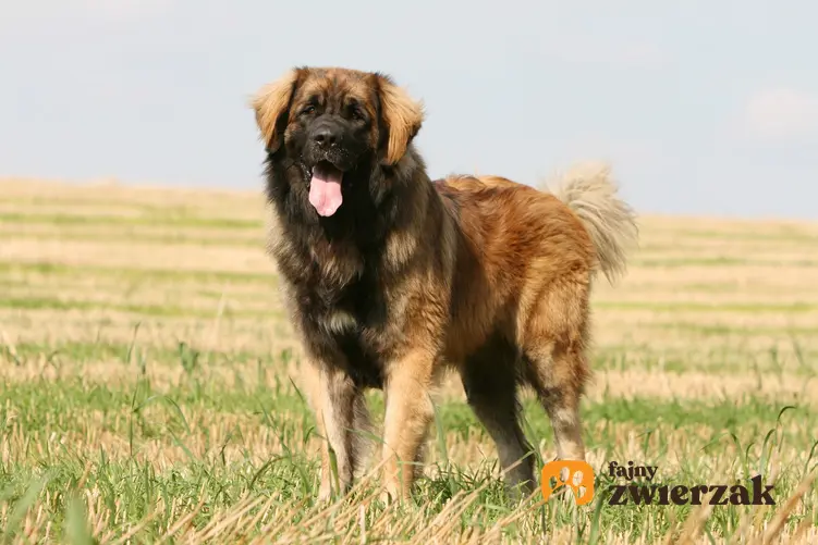 Pies rasy leonberger na tle pola, a także cena leonbergera, hodowla i szczenięta