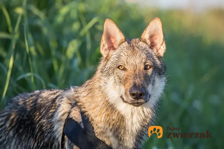 Pies rasy wilczak czechosłowacki na portrecie na tle zieleni, a także jego hodowla, charakter i cena wilczaka czechosłowackiego