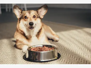 Ilustracja artykułu ile powinien jeść pies? praktyczna tabela żywienia psów