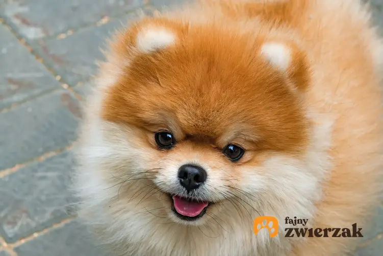 Pies rasy szpic miniaturowy pomeranian podczas spaceru, a także jego charakter i cena