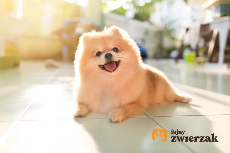 Pies rasy szpic miniaturowy pies boo na słońcu, a także jego charakter i hodowla