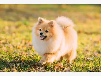 Ilustracja artykułu pies boo - poznaj psa, który stał się gwiazdą social mediów