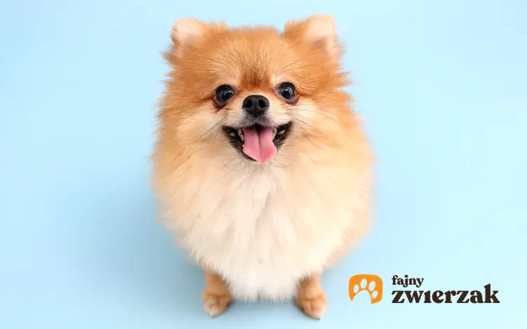 Pies rasy szpic miniaturowy boo pomeranian na niebieskim tle oraz jego charakter i cena