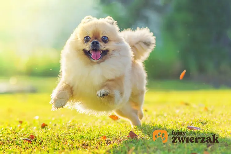 Pies rasy szpic miniaturowy boo pomeranian biegnący po trawniku, a także jego hodowla i cena