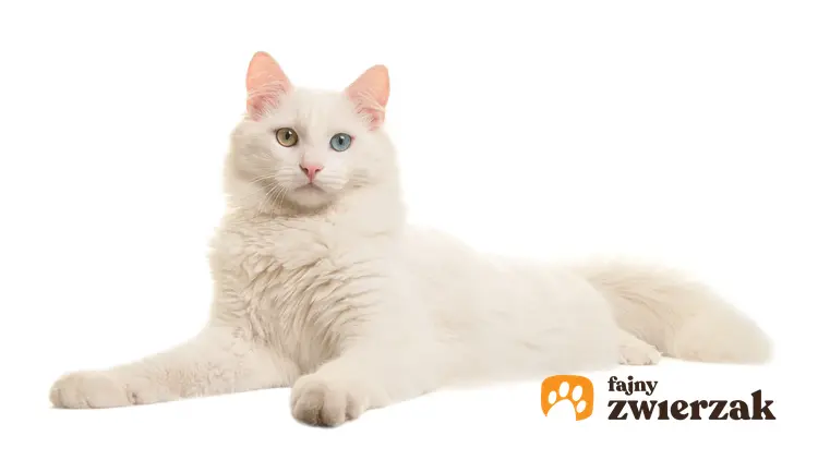 Kot rasy angora turecka leżący na białym tle oraz cena angory tureckiej