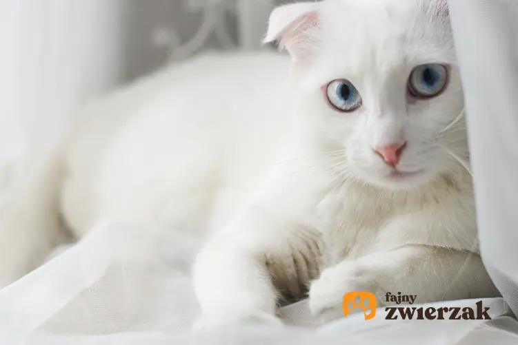 Kot rasy angora turecka w domu, a także cena angory tureckiej i jej charakter