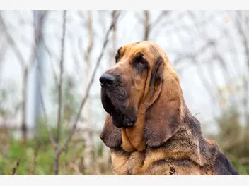 Ilustracja artykułu bloodhound (pies św. huberta) – opis, usposobienie, zdjęcia