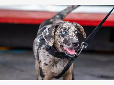 Catahoula Leopard Dog - opis i porady