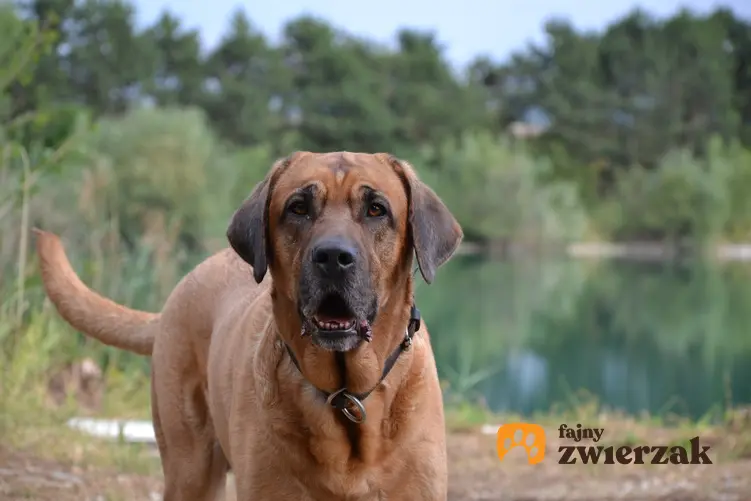 Pies rasy broholmer, czyli mastif duński na tle zieleni oraz jego cena i hodowla