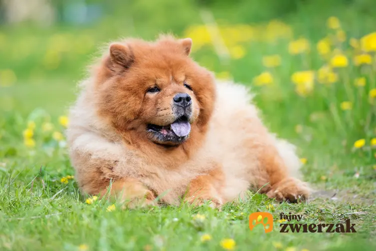Pies rasy chow chow miniaturka leżący na trawie oraz charakter, opis i hodowla