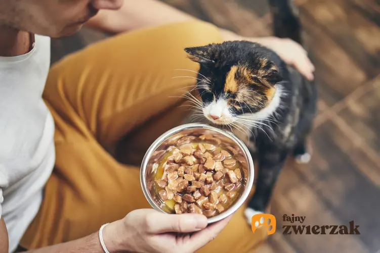 Kot podczas karmienia przez właściciela, a także informacje, ile powinien jeść kot
