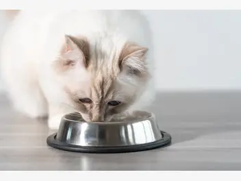 Ilustracja artykułu ile powinien jeść kot? praktyczna tabela żywienia kotów