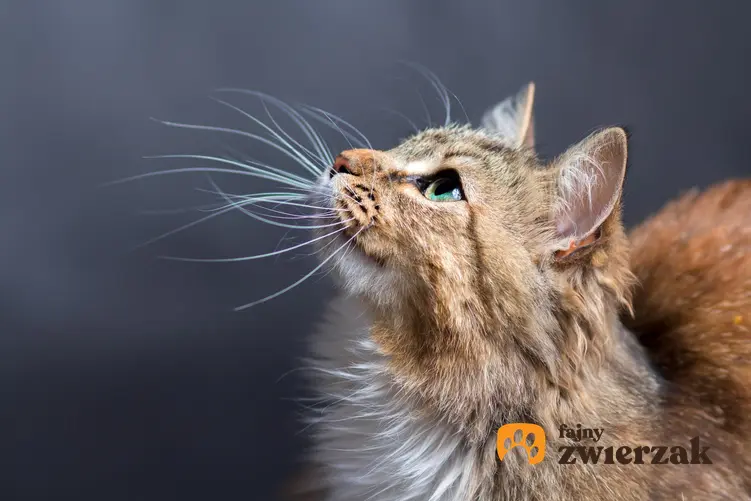 Kot w domu na szarym tle, a także informacje ile żyją koty i jaka jest średnia długość życia