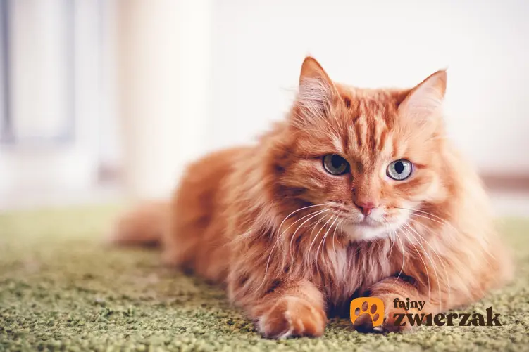 Kot leżący na dywanie w domu, a także informacje ile żyją koty i jaka jest średnia długość życia