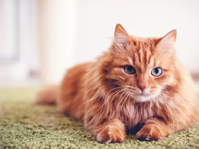 Długość życia kotów domowych