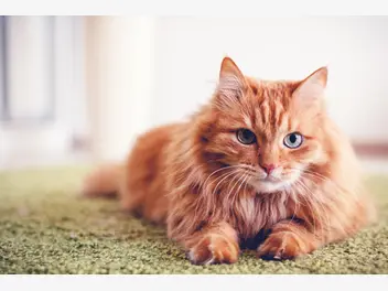 Ilustracja artykułu ile żyją koty? jaka jest średnia długość życia kota domowego?