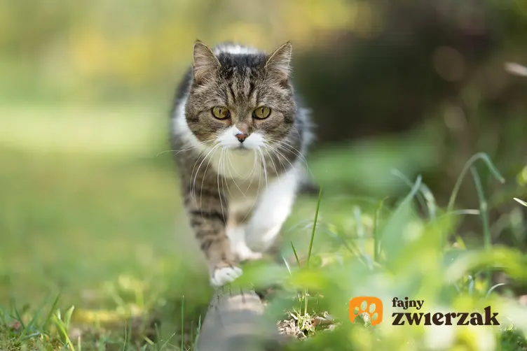 Kot spacerujący po trawie na tle zieleni oraz tabela i porady, jak przeliczyć kocie lata na ludzkie
