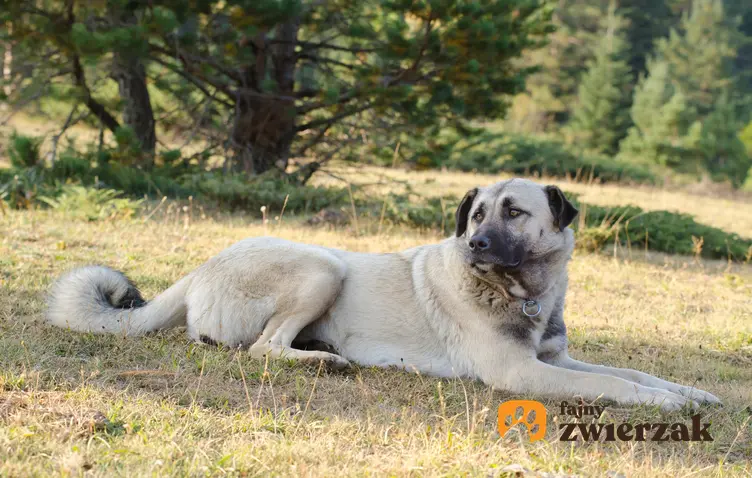 Pies rasy anatolian leżący na trawie, a także jego charaktek, hodowla i cena za szczeniaki z rodowodem