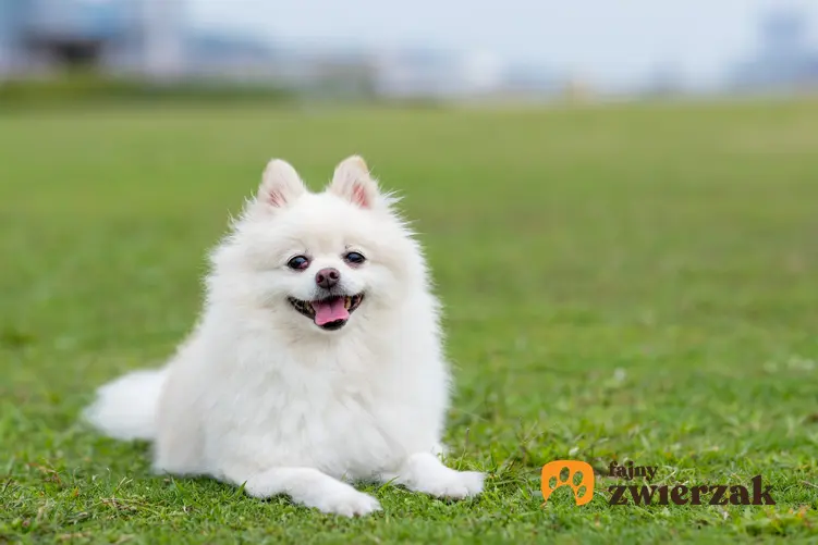Pies rasy biały szpic miniaturowy leżący na trawie, a także charakter i cena
