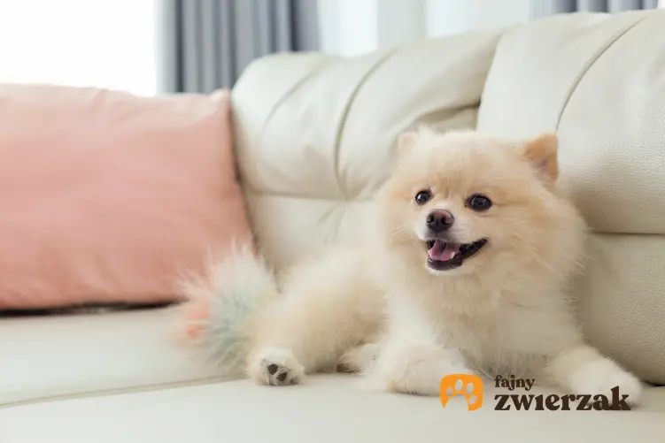 Pies rasy biały szpic miniaturowy leżący na sofie oraz hodowla i usposobienie