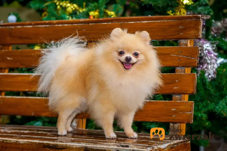 Pies rasy pomeranian na ławeczce w ogrodzie, a także charakter szpica miniaturowego