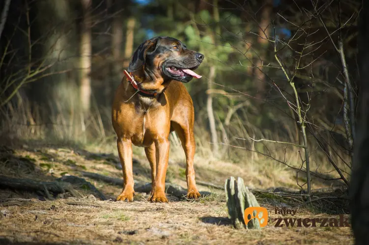 Pies rasy posokowiec bawarski w czasie spaceru w lesie, a także charakter posokowca bawarskiego