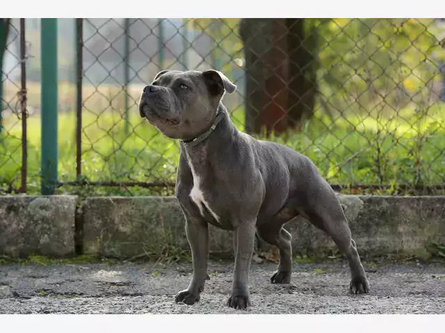 Blue Staffordshire Bull Terrier: opis i ceny