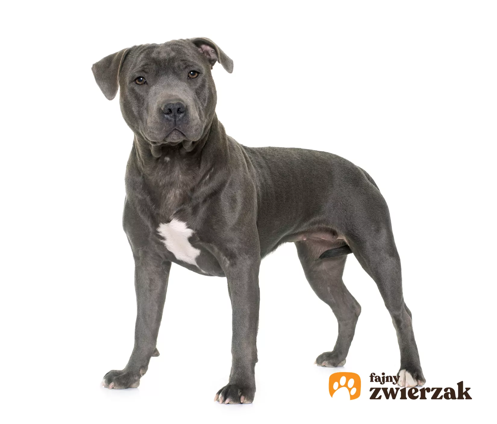 Staffordshire bull store terrier blue cena