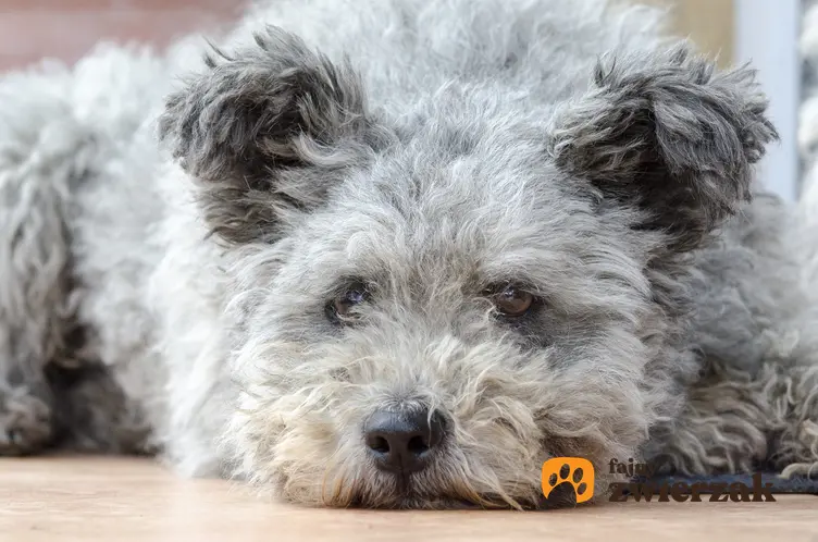 Pies rasy pumi pasterski i zaganiający leżący na podłodze, a także jego charakter i cena