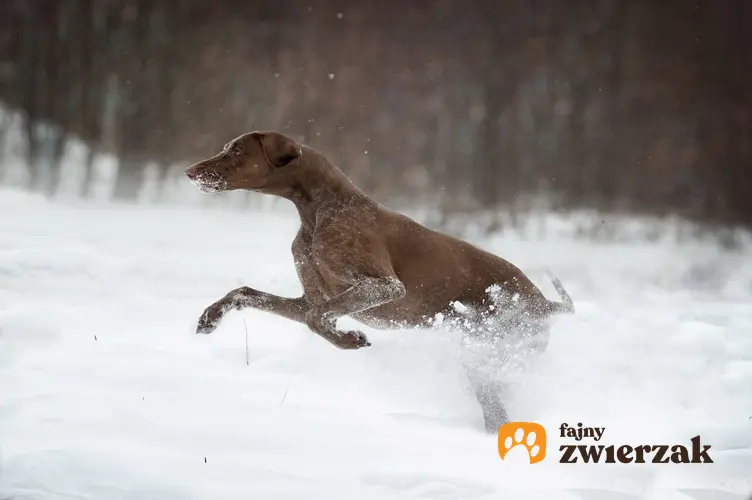 Pies rasy greyster biegający po śniegu, a także jego charakter, opis, hodowla i cena za szczeniaki