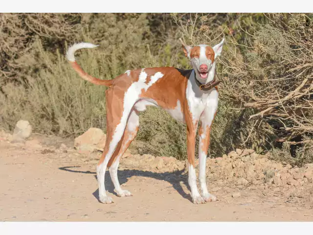 Podenco z Ibizy: opis i pielęgnacja