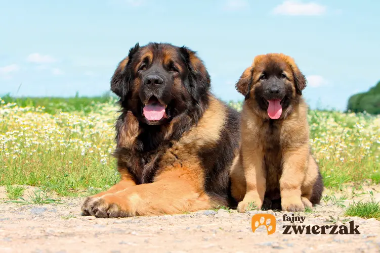 Dwa psy rasy leonberger na tle zieleni, a także charakter i usposobienie leonbergera