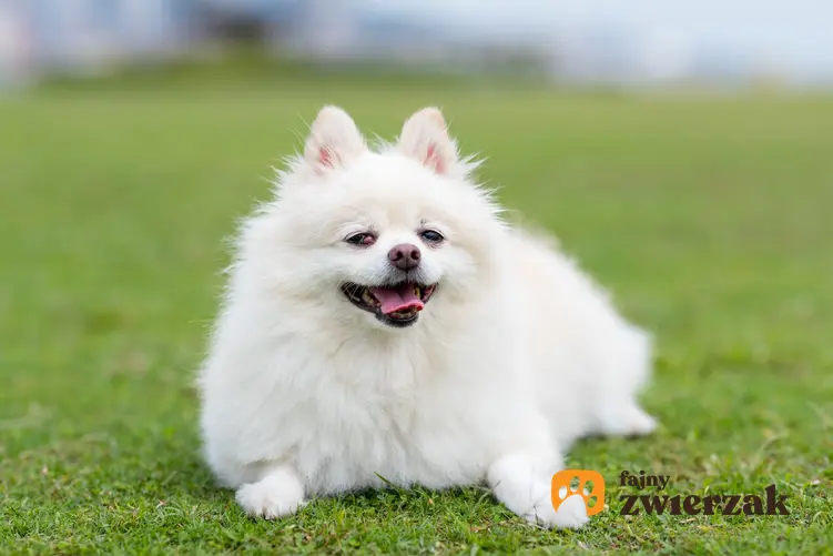 Pies rasy biały pomeranian na tle trawnika, a także jego usposobienie i hodowla