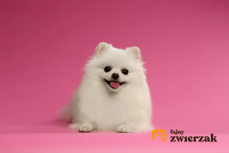 Pies rasy biały pomeranian na różowym tle, a także jego usposobienie i hodowla