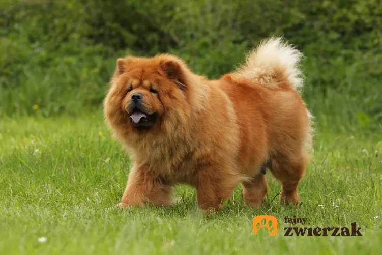 Pies rasy chow chow podczas spaceru po trawie, a także usposobienie i charakter chow chow